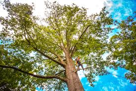 Best Storm Damage Tree Cleanup  in Coshocton, OH