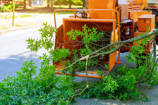 Best Leaf Removal  in Coshocton, OH