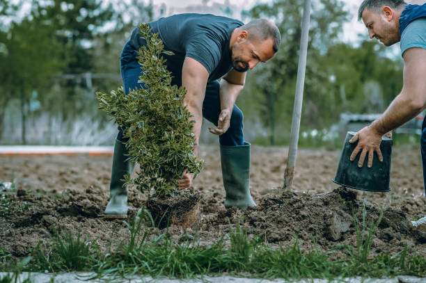 Reliable Coshocton, OH Tree Removal Solutions