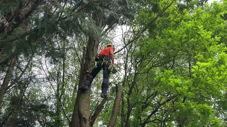 Best Tree Risk Assessment  in Coshocton, OH