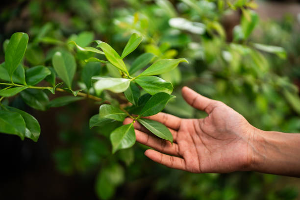 How Our Tree Care Process Works  in  Coshocton, OH