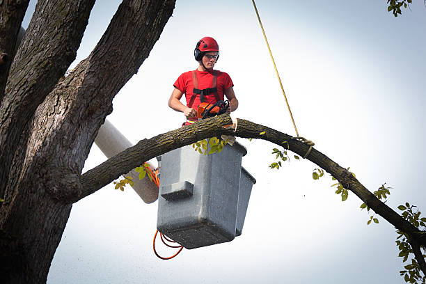 Best Arborist Consultation Services  in Coshocton, OH