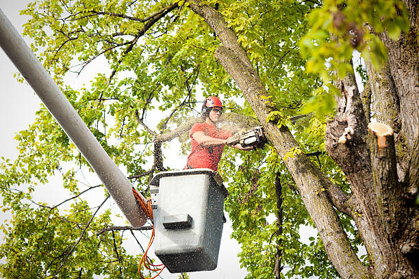 Best Tree Cabling and Bracing  in Coshocton, OH