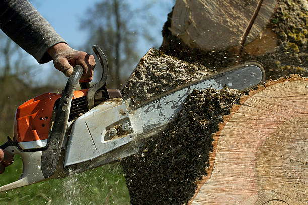 Leaf Removal in Coshocton, OH