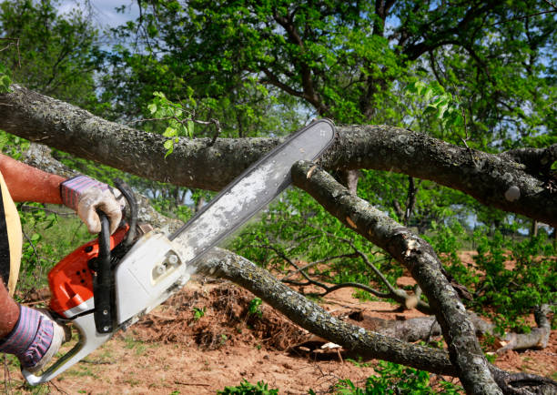 Best Tree Preservation Services  in Coshocton, OH